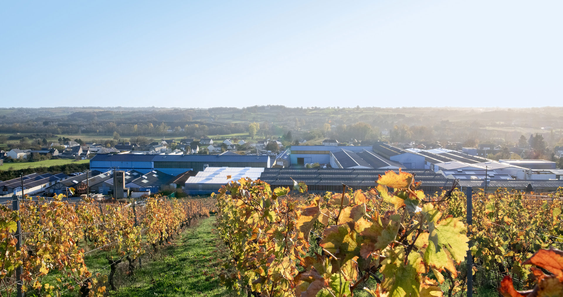 vignes-chalonnes